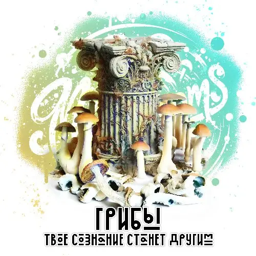 Псилоцибиновые грибы "Golden teacher"